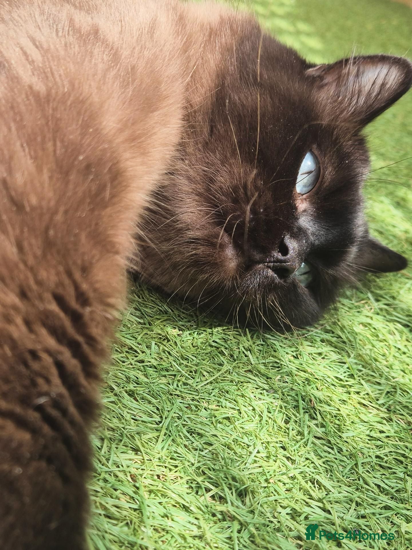 Ragdoll cats Ragdoll Seal Sepia Stud Genetically Tested 🐾 - Advert 16