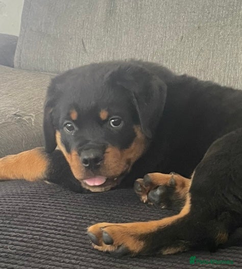 Rottweiler dogs Champion German Rottweiler Puppies - Advert 2
