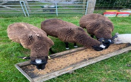 Sheep livestock for sale: 3 Zwarbles X shearlings - Image 4