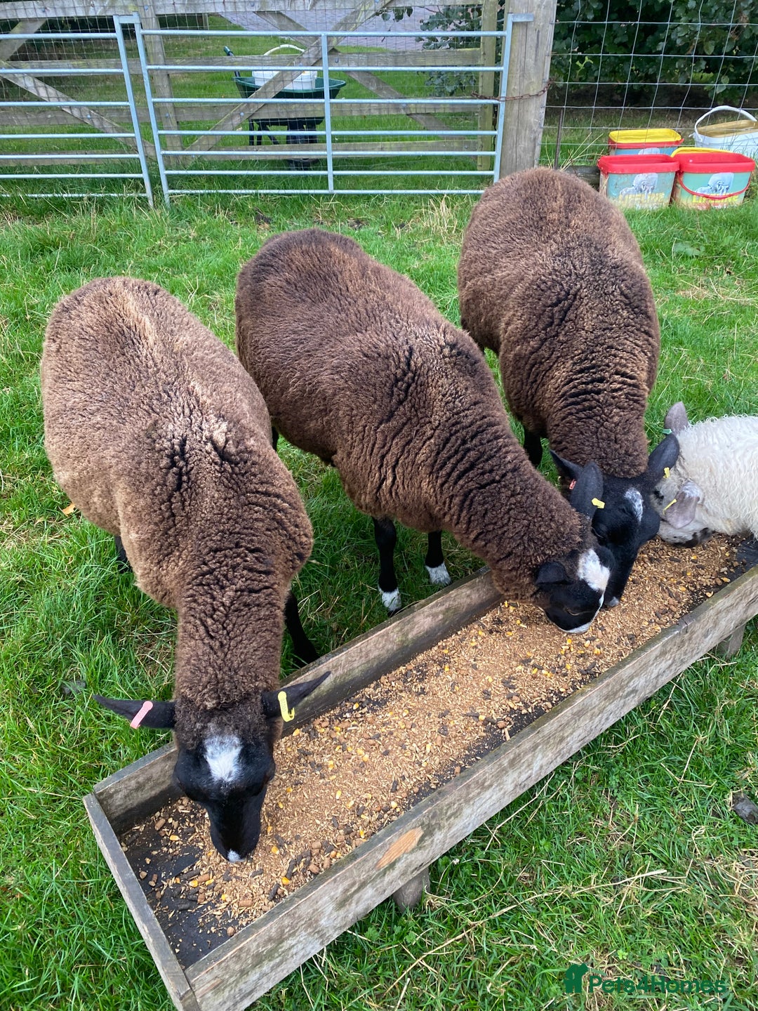 Sheep livestock for sale: 3 Zwarbles X shearlings - Image 4