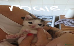 Mixed Breed cats for sale: 6 beautiful kittens left for sale  - Image 10