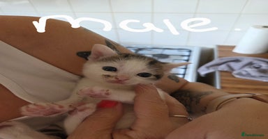 Mixed Breed cats - Advert 4