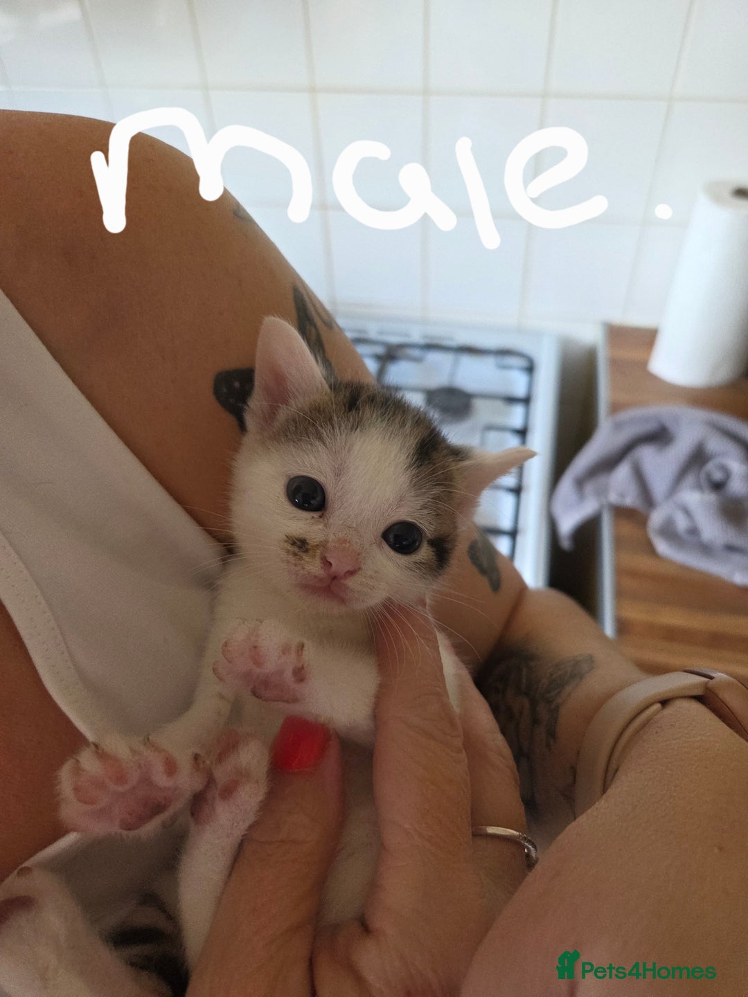 Mixed Breed cats for sale: 6 beautiful kittens left for sale  - Image 10