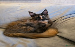 Maine Coon cats for sale: ❤️ Stunning ❤️ GCCF Registered Maine Coon Kittens - Image 4