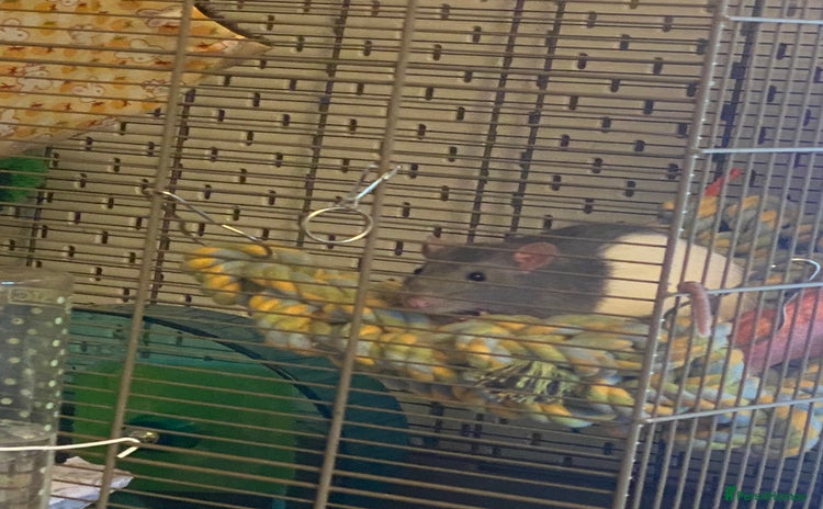 Rat rodents - Advert 1