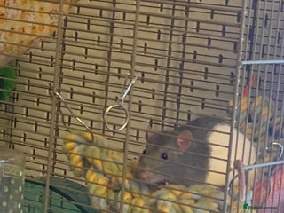 Rat rodents - Advert 8