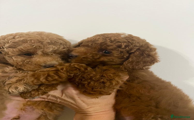 Cavapoo dogs Mixed litter of adorable cavapoo puppies - Advert 7