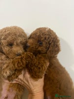 Cavapoo dogs Mixed litter of adorable cavapoo puppies - Advert 2