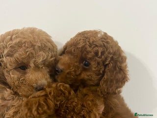 Cavapoo dogs Mixed litter of adorable cavapoo puppies - Advert 6