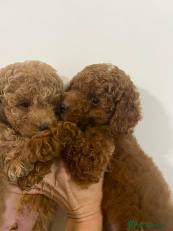 Cavapoo dogs Mixed litter of adorable cavapoo puppies - Advert 7