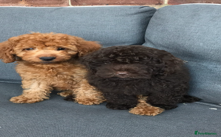 Cockapoo dogs - Advert 1