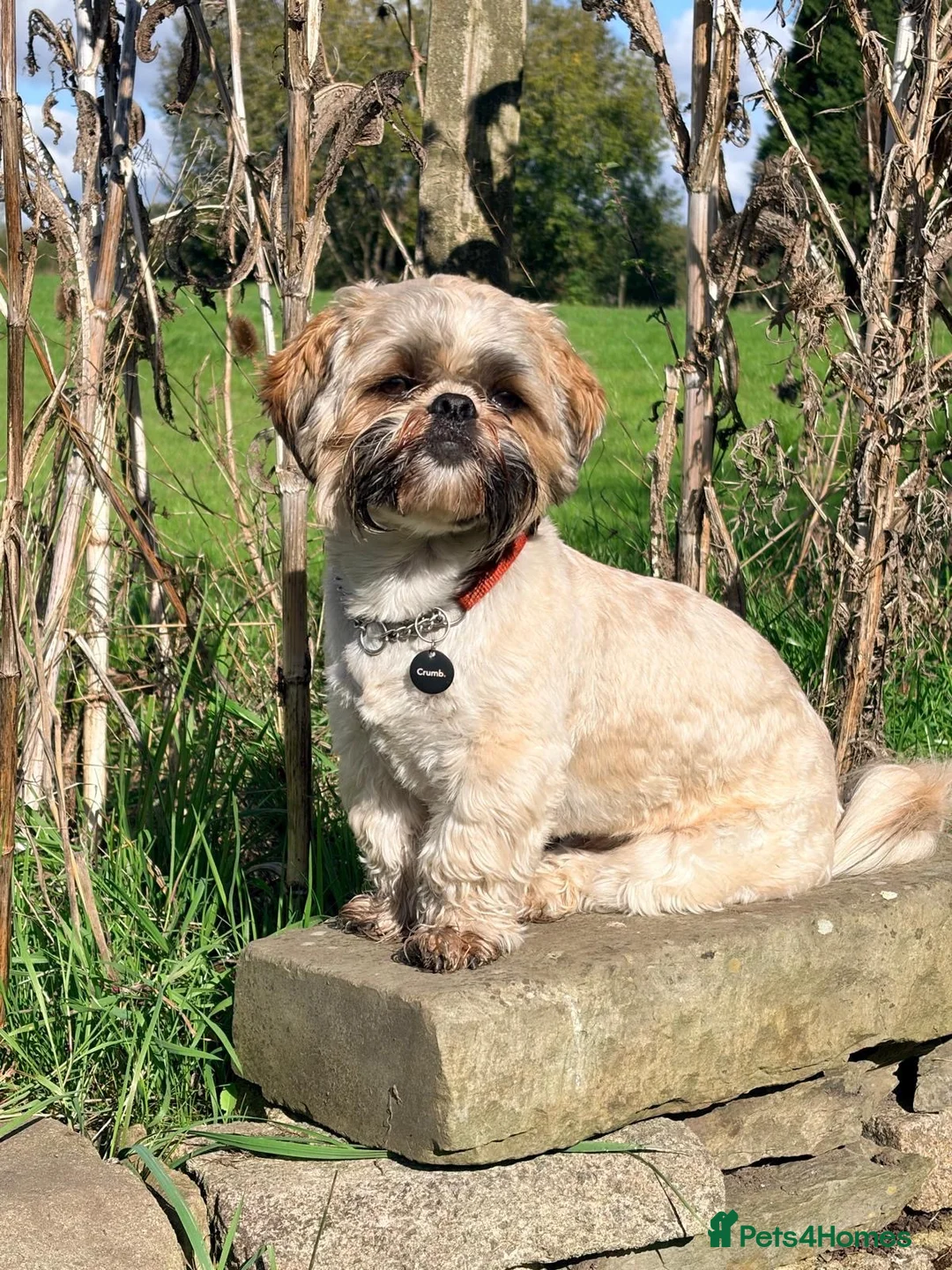 Shih Tzu dogs for stud: Riley  in Bolton - Advert 4