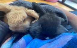 Mini Lop rabbits for sale: Two mini lops for sale - Image 1