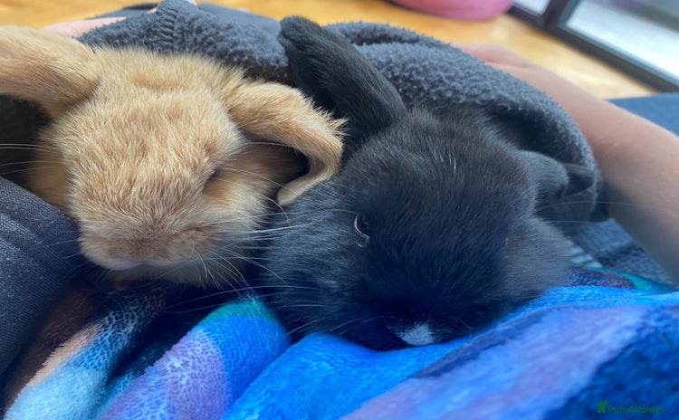Mini Lop rabbits - Advert 12