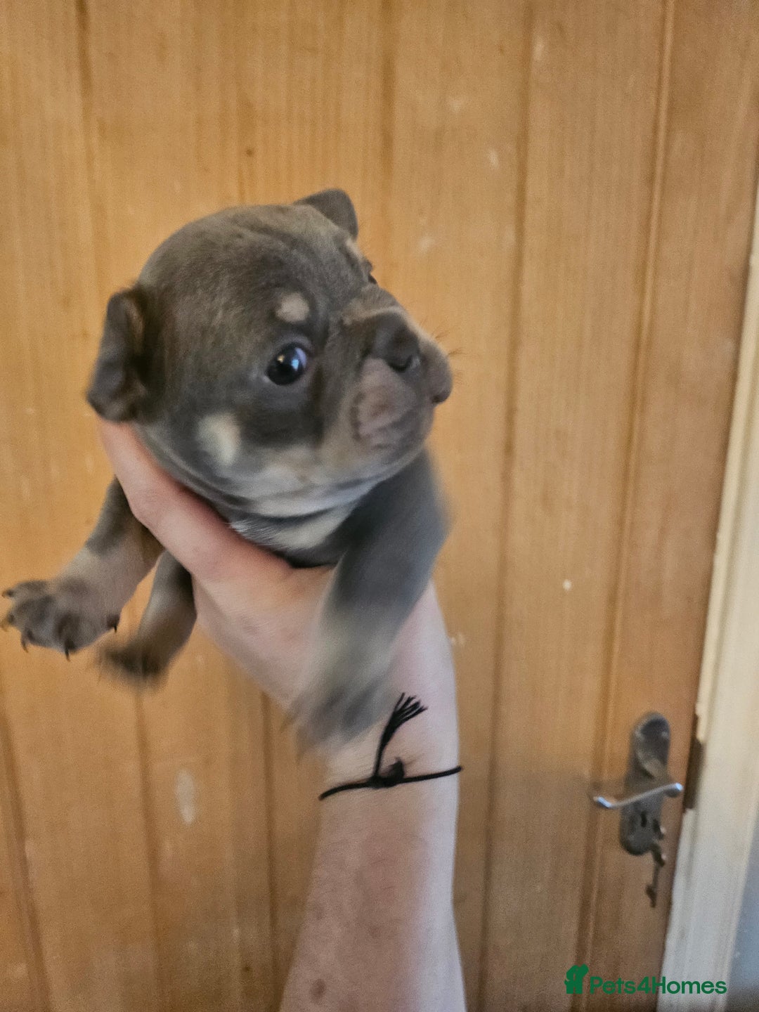 French Bulldog dogs for sale: 🔥Exquisite French Bull Dog Puppies 🔥 - Advert 32