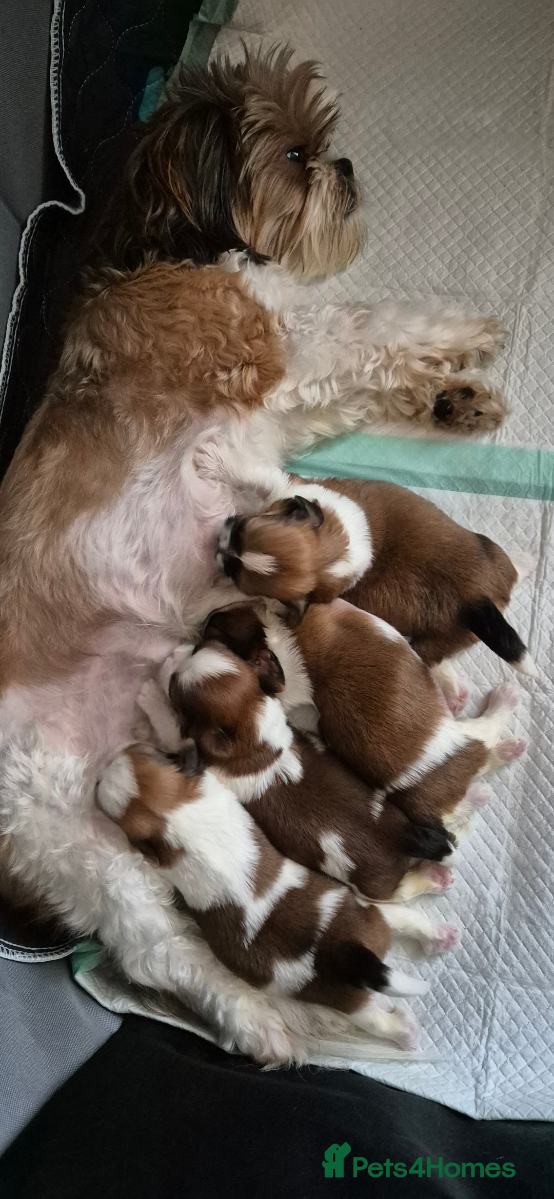 Shih Tzu dogs for sale: Beautiful shih tzu puppies  - Advert 2