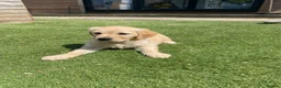 Golden Retriever dogs for sale: 1 Beautiful Golden Retriever Girl Left 😍🩷 - Advert 25