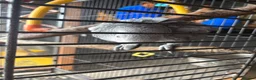 Parrots birds for sale: Male and female talking African grey  - Advert 2