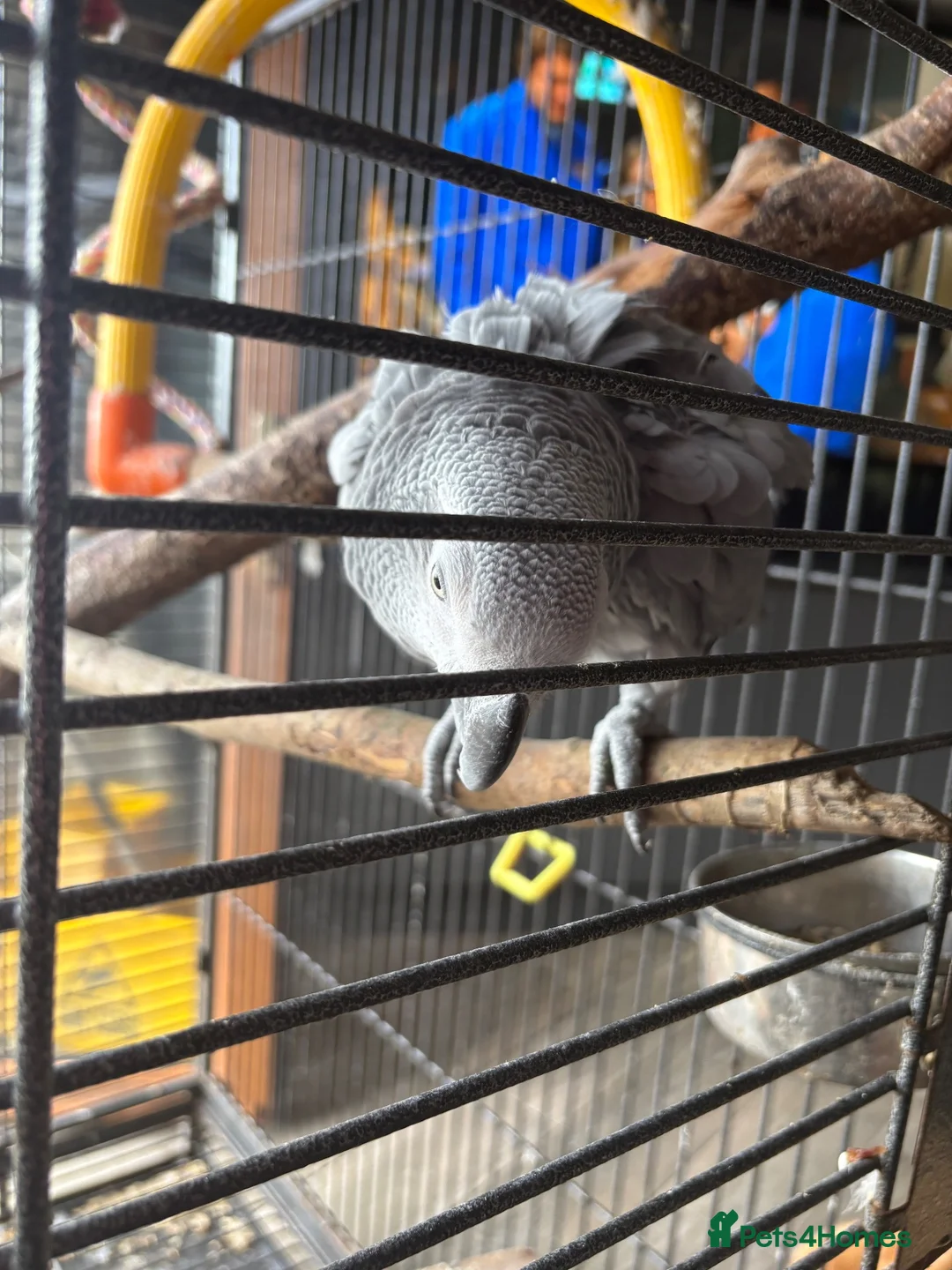 Parrots birds for sale: Male and female talking African grey  - Advert 2