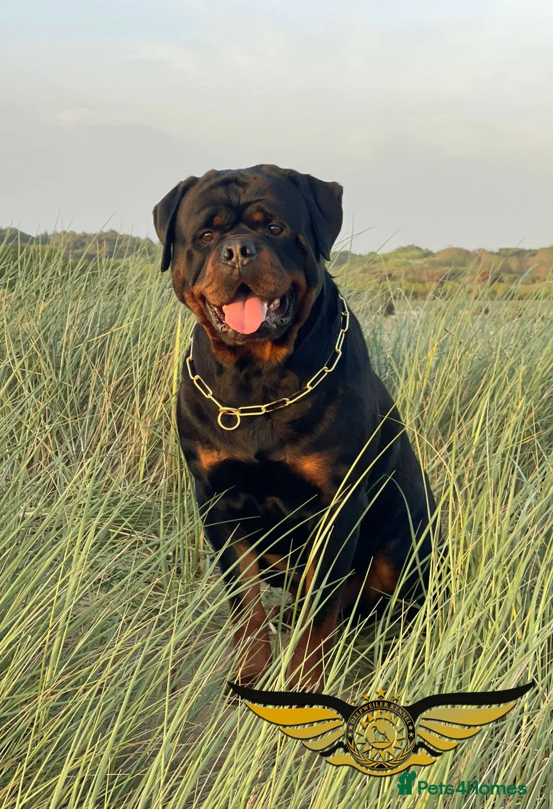Rottweiler dogs for stud: Rottweiler import Stud (BIG DADDY BRUNO) in Liverpool - Advert 23