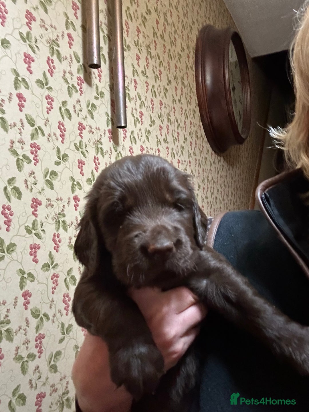 Flat coated Retriever dogs for sale: Flat coated x golden retriever puppies - Image 6