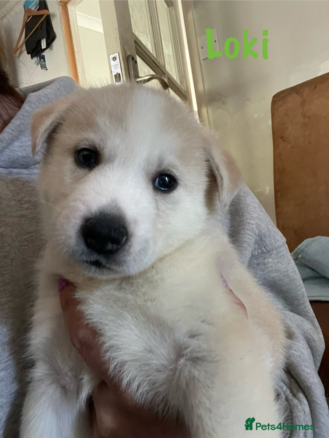 Siberian Husky dogs for sale: Beautiful Husky Puppies  - Image 11