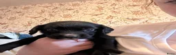 Cocker Spaniel dogs for sale: Beautiful working cocker spaniel puppies  - Advert 3