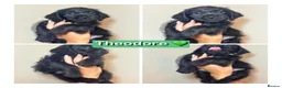 Mixed Breed dogs for sale: Gorgeous Cockapoo X shih tzu puppies🥺🐾 - Advert 6