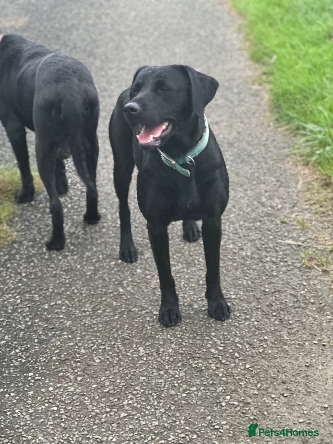 Labrador Retriever dogs for sale: LABRADOR PUPPIES FULL PEDIGREE K. C REG. - Advert 9