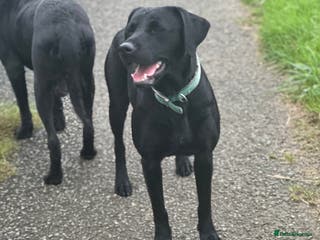 Labrador Retriever dogs LABRADOR PUPPIES FULL PEDIGREE K. C REG. - Advert 3