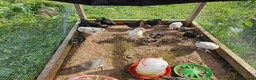 Chickens poultry for sale: Easter eggers fully feathered ready togo  - Advert 3