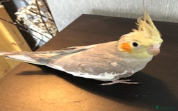 Cockatiels birds for sale: Baby Cockatiels - Image 8