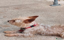 Yorkshire Terrier dogs for sale: teddy - Image 1