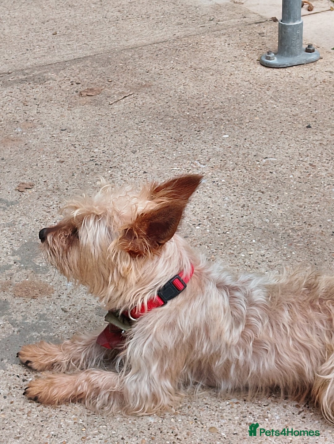 Yorkshire Terrier dogs for sale: teddy - Image 1