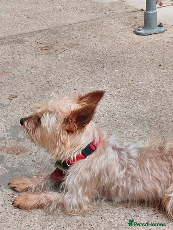 Yorkshire Terrier dogs - Advert 16