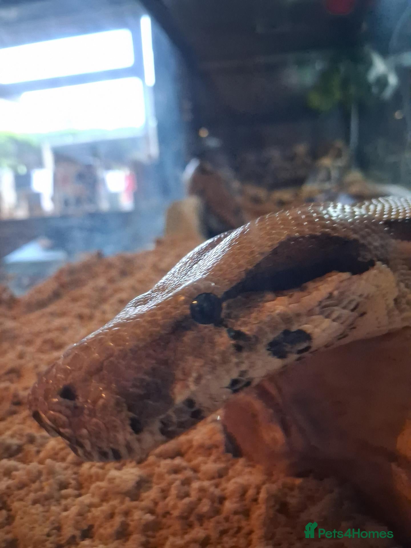 Boa Snake reptiles for sale: Boa snake for sale - Advert 10
