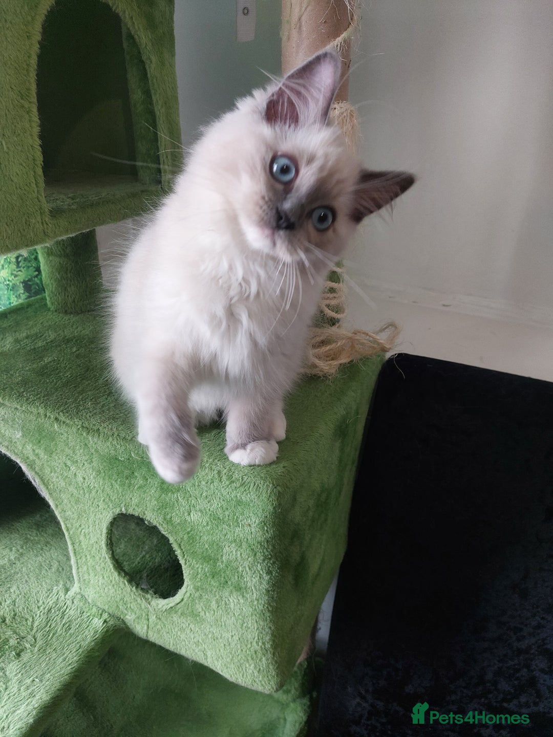 Ragdoll cats for sale: Adorable purebred original Ragdoll boy. 🐱 - Advert 1