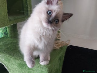 Ragdoll cats Adorable purebred original Ragdoll boy. 🐱 - Advert 5