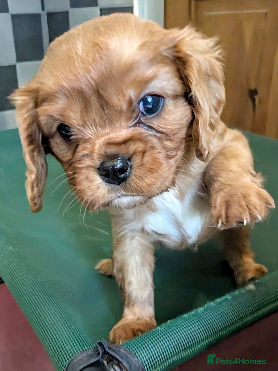 Cavalier King Charles Spaniel dogs for sale: Stunning Deep Ruby Cavalier king Charles puppies  - Image 29