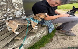 Mixed Breed dogs for adoption:  Lovely little Nora is ready for her forever home - Image 4