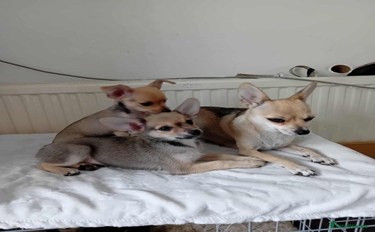 Miniature Pinscher dogs - Advert 1