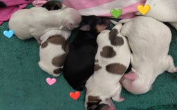 Morkie dogs for sale: Beautiful Morkie Puppies - Image 1