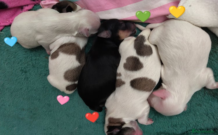 Morkie dogs - Advert 1