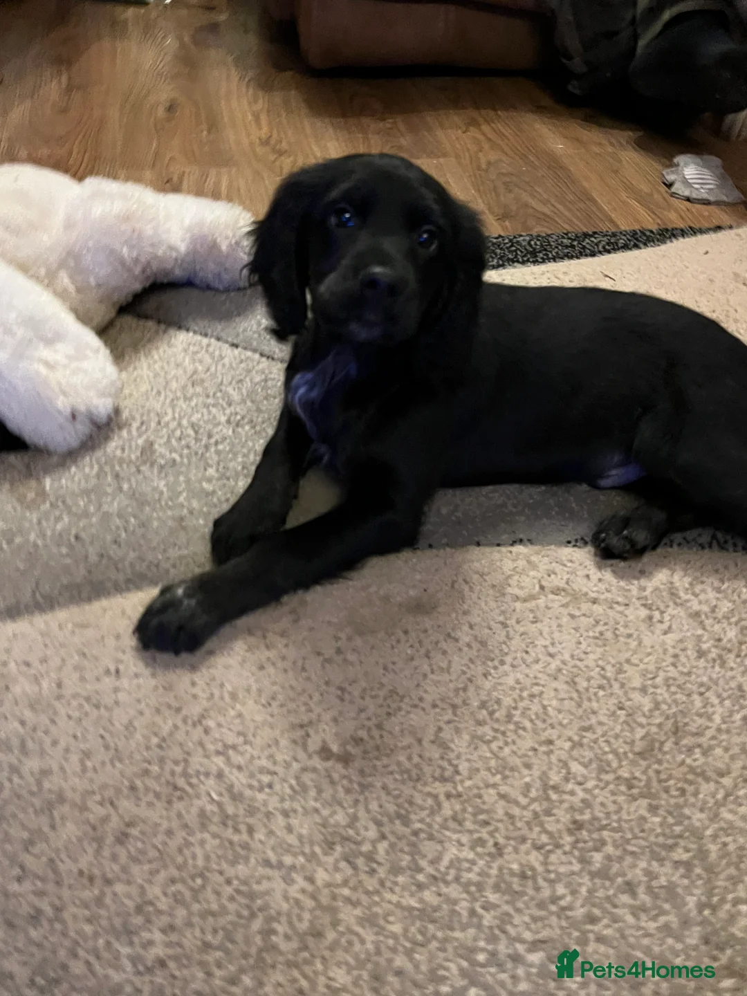 Mixed Breed dogs for sale: Flat coat retriever/spaniel x sprocker  - Advert 2