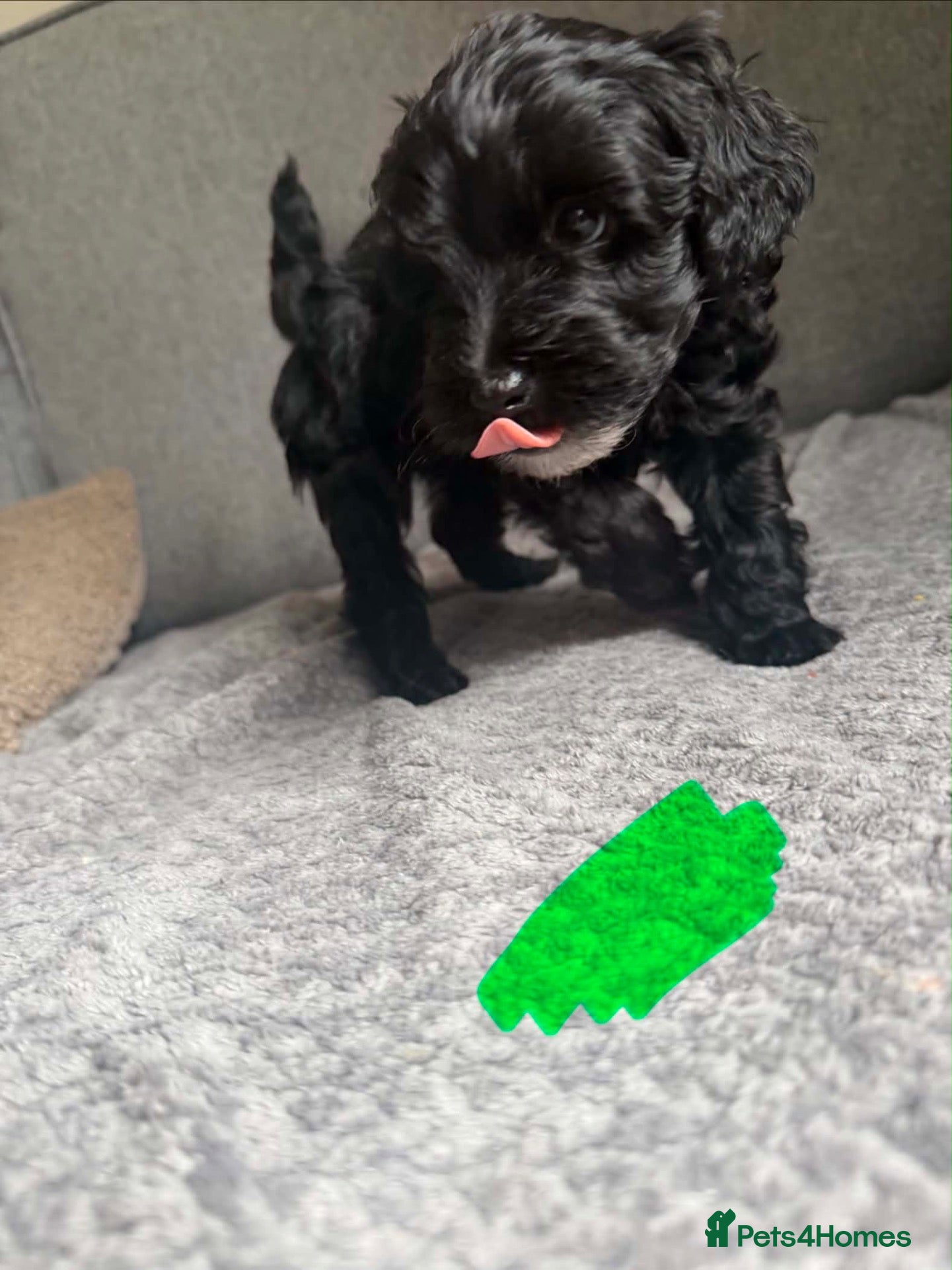 Westiepoo dogs Stunning rare coloured Westiepoo puppies  - Advert 2