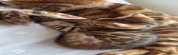 Bengal cats for sale: Beautiful Bengal Kittens🤎 in London - Advert 17