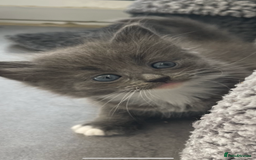 British Longhair cats for sale: British blue cross maincoon  - Image 4