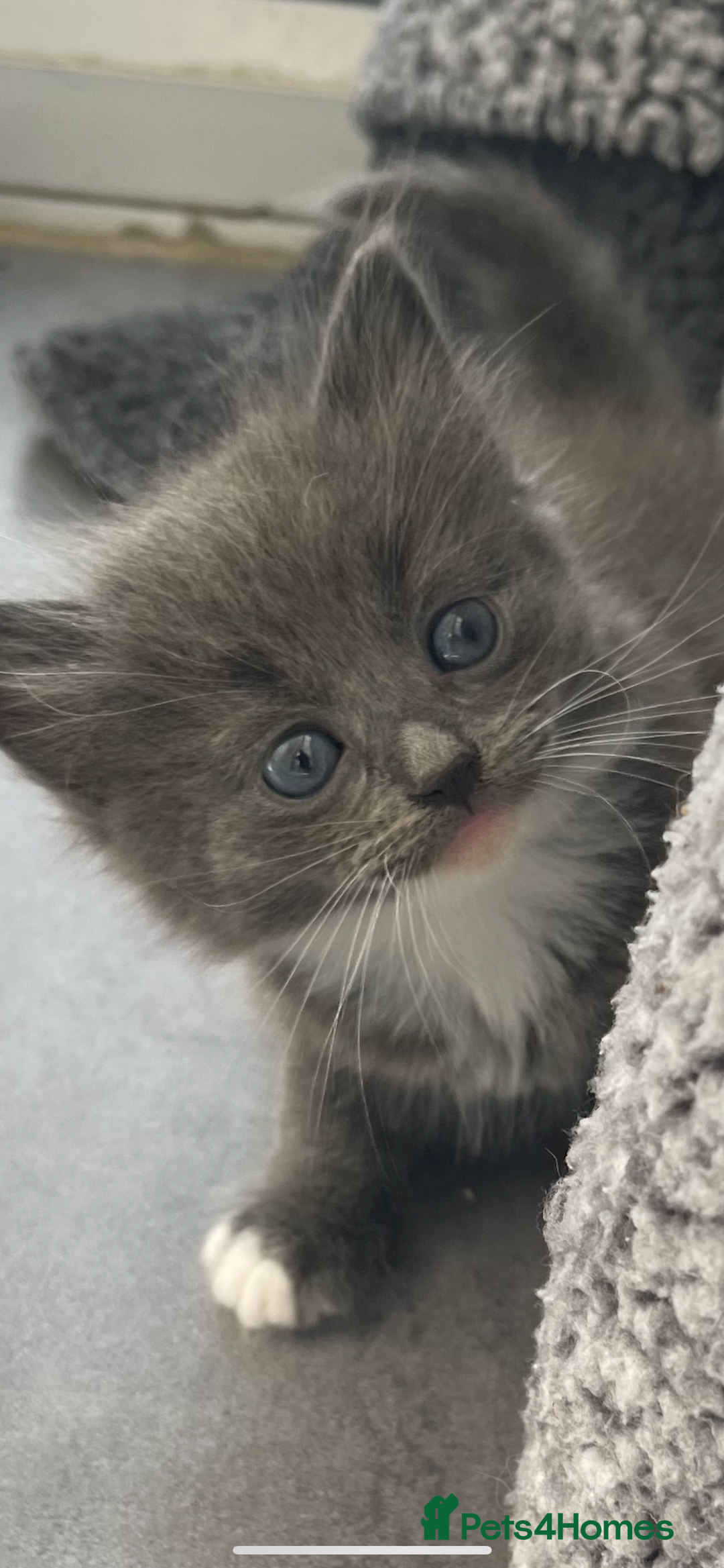 British Longhair cats for sale: British blue cross maincoon  - Image 4