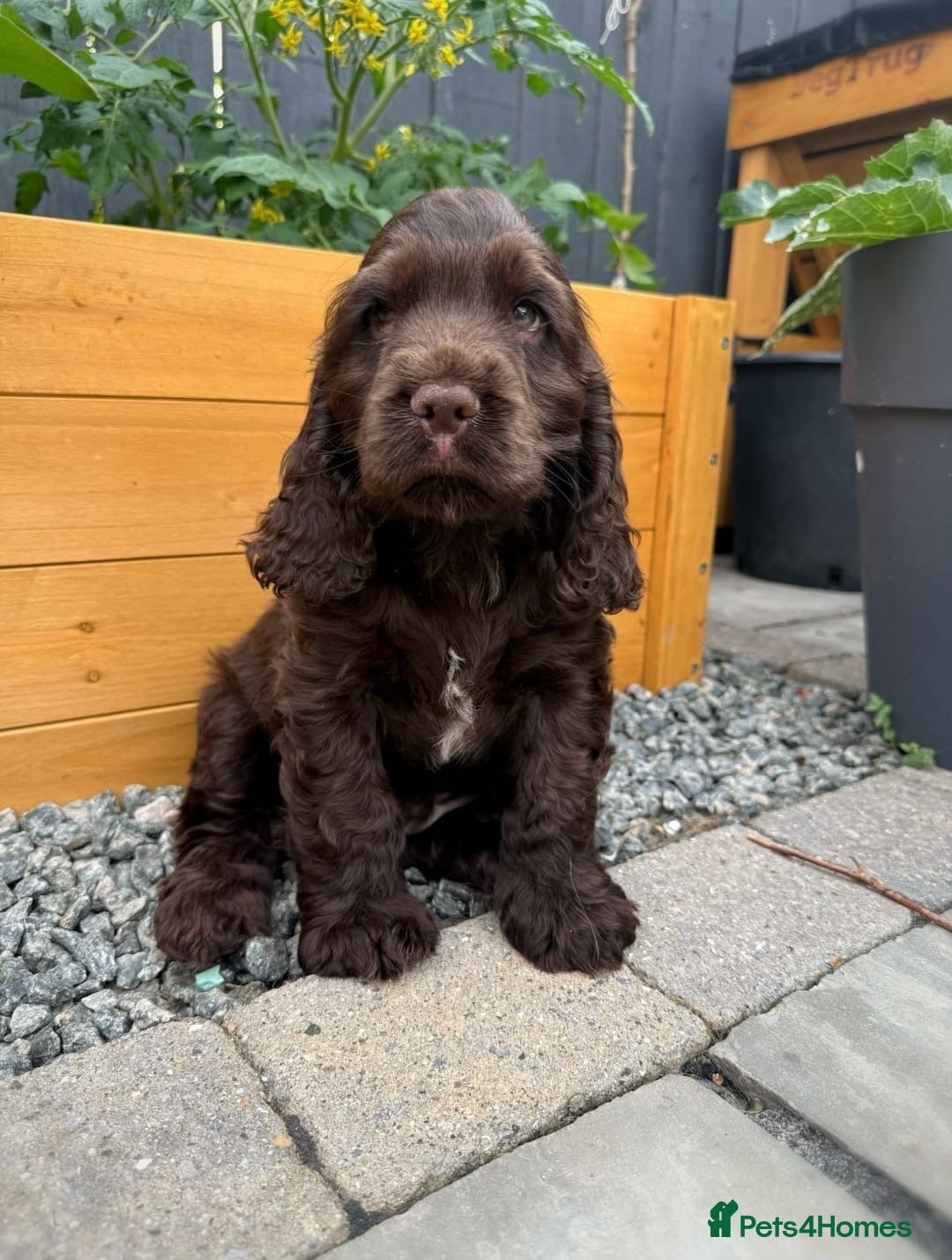 Cocker Spaniel dogs Ready now!  KC Show Cocker Spaniels  - Advert 1