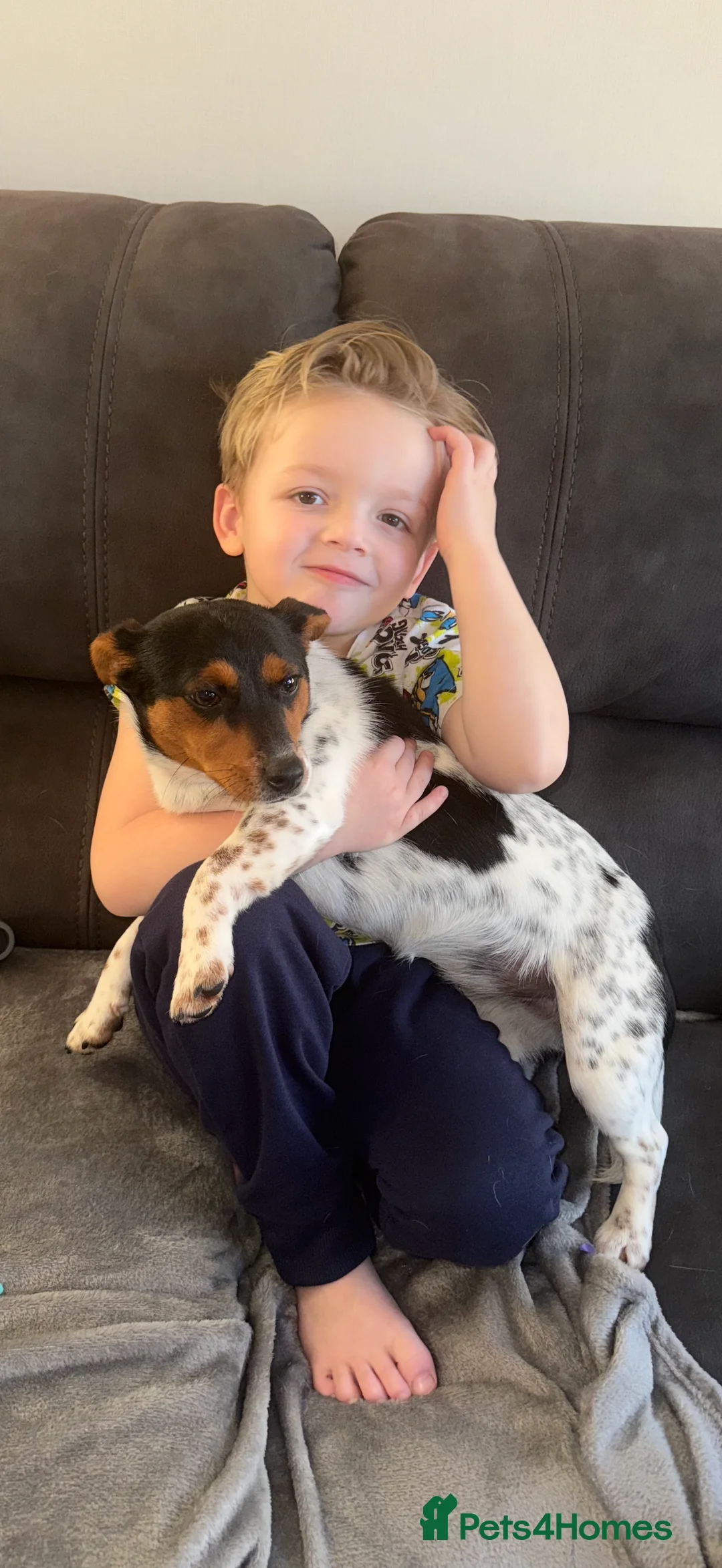 Jack Russell dogs for sale: I have beautiful jack Russell - Advert 3